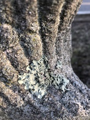 Flavoparmelia caperata