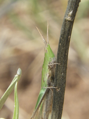 Allotruxalis gracilis