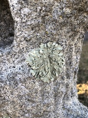 Flavoparmelia caperata