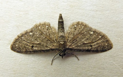 Eupithecia tripunctaria