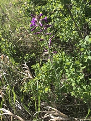 Boechera divaricarpa