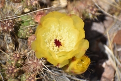 Maihueniopsis ovata