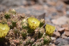 Maihueniopsis ovata
