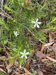 Ricinocarpos pinifolius