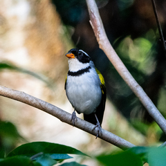 Arremon flavirostris