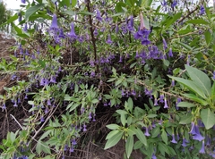 Eriolarynx australis