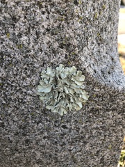 Flavoparmelia caperata