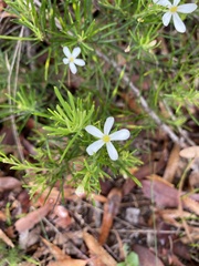 Ricinocarpos pinifolius