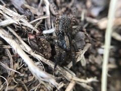 Trochosa sepulchralis