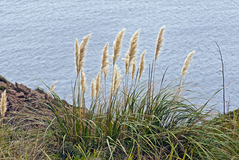 Austroderia splendens