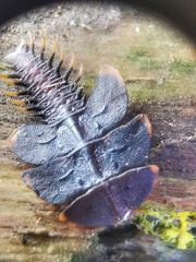 Platerodrilus ruficollis