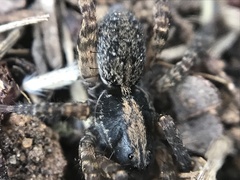 Trochosa sepulchralis
