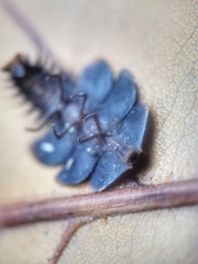 Platerodrilus ruficollis