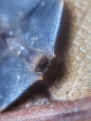 Platerodrilus ruficollis