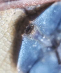 Platerodrilus ruficollis