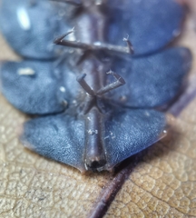 Platerodrilus ruficollis