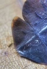 Platerodrilus ruficollis