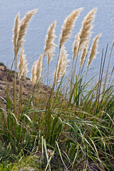 Austroderia splendens