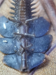 Platerodrilus ruficollis