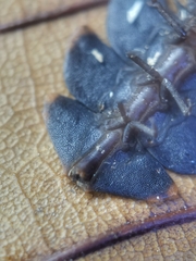 Platerodrilus ruficollis