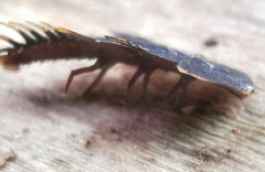 Platerodrilus ruficollis