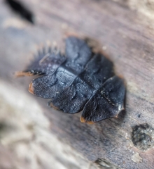 Platerodrilus ruficollis