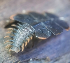 Platerodrilus ruficollis