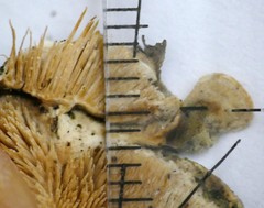 Steccherinum bourdotii