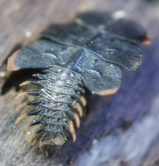 Platerodrilus ruficollis