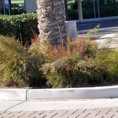 Russelia equisetiformis