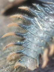 Platerodrilus ruficollis