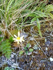 Brachyglottis bellidioides