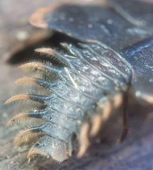 Platerodrilus ruficollis