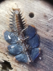 Platerodrilus ruficollis