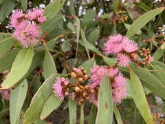 Eucalyptus albopurpurea