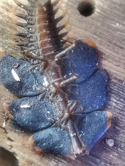 Platerodrilus ruficollis