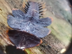 Platerodrilus ruficollis