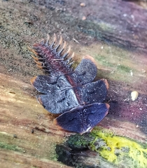 Platerodrilus ruficollis