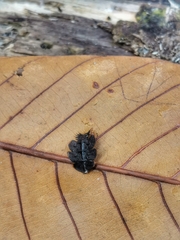 Platerodrilus ruficollis