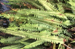 Nephrolepis flexuosa