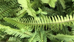 Nephrolepis flexuosa