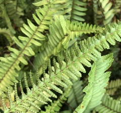 Nephrolepis flexuosa