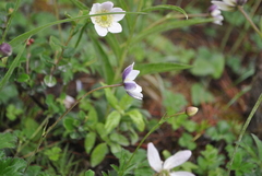 Eriocapitella rivularis