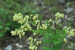 Thalictrum cultratum