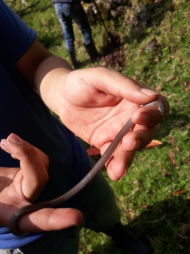 Photo of a Martha’s Groundsnake (Atractus marthae)