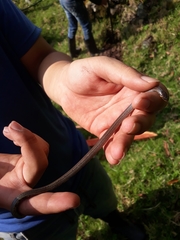 Atractus marthae