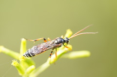 Armyworm Parasitoid Wasp