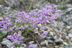 Thalictrum delavayi