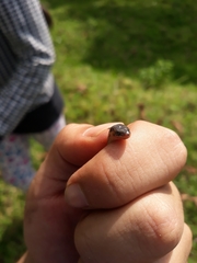 Atractus marthae