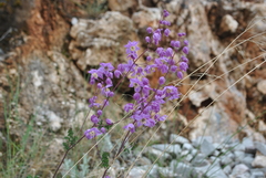 Thalictrum delavayi